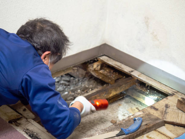 Best Mold Damage Repair  in East Speer, NC