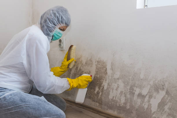 Best Office Mold Removal Services  in East Speer, NC