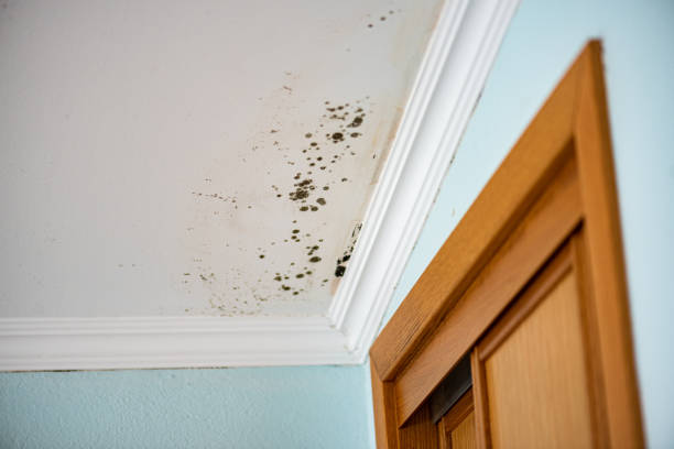  East Speer, NC Mold Removal Pros