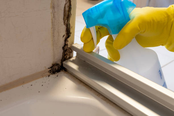 Trusted East Spencer, NC Mold Removal Experts