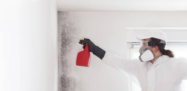 Best Mold Cleaning Services  in East Speer, NC