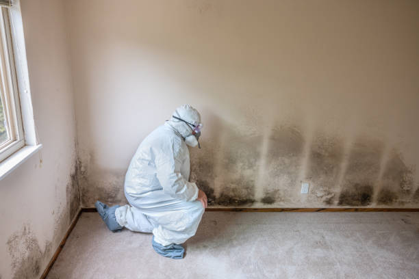Best Certified Mold Removal  in East Speer, NC
