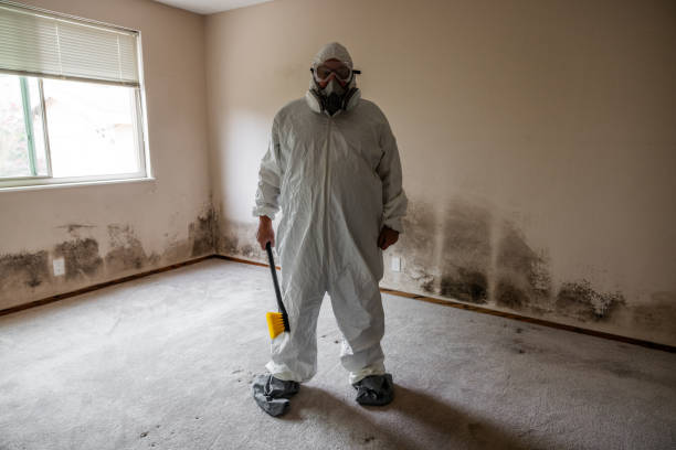 Best Toxic Mold Removal  in East Speer, NC