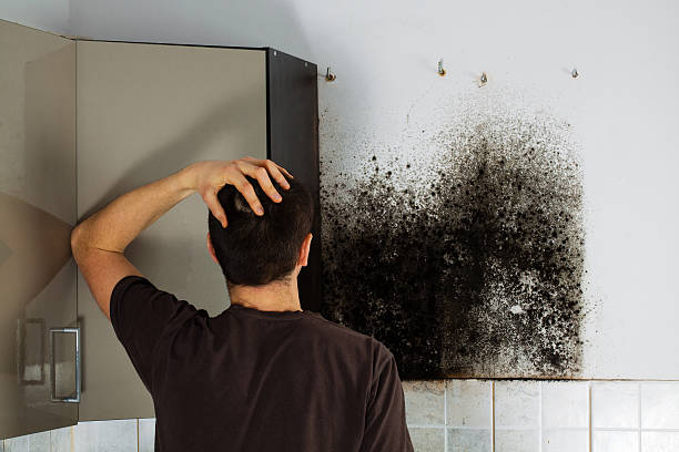 Best Mold Removal Company Near Me  in East Speer, NC